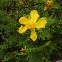 Hypericum mysurense Wall. ex Wight & Arn.